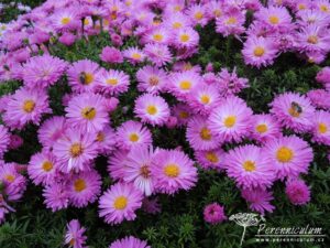 Symphyotrichum dumosus Heinz Richard