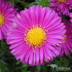 Symphyotrichum novi-belgii Jenny