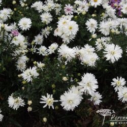 Symphyotrichum dumosus Snowsprite
