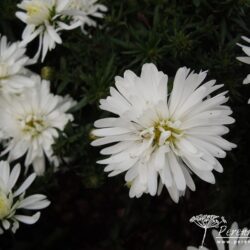 Symphyotrichum dumosus Snowsprite