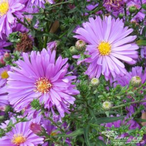 Symphyotrichum novi-belgii Blauglut