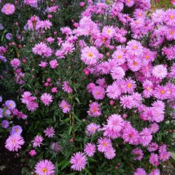 Symphyotrichum novi-belgii Dolly