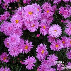 Symphyotrichum novi-belgii Dolly