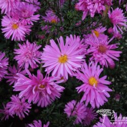 Symphyotrichum novi-belgii Dolly