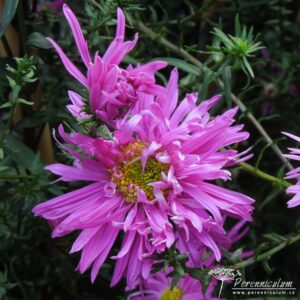 Symphyotrichum novi-belgii Ernest Ballard