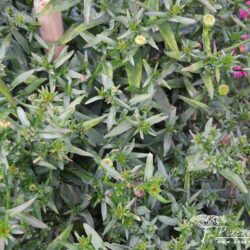 Symphyotrichum novi-belgii Faith