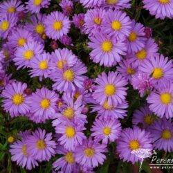 Symphyotrichum novi-belgii Gulliver