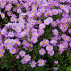 Symphyotrichum novi-belgii Gulliver