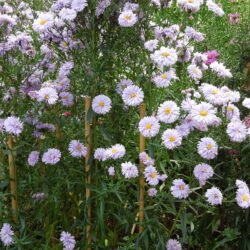 Symphyotrichum novi-belgii Madge Cato