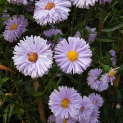 Symphyotrichum novi-belgii Madge Cato