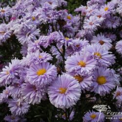 Symphyotrichum novi-belgii Madge Cato
