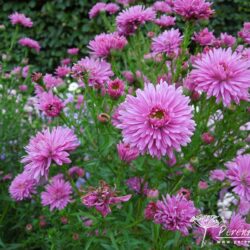 Symphyotrichum novi-belgii Ralph Picton