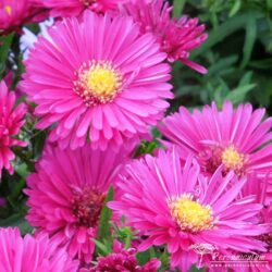 Symphyotrichum novi-belgii Symphyotrichum novi-belgii