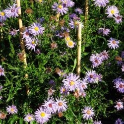 Symphyotrichum novi-belgii The Sexton