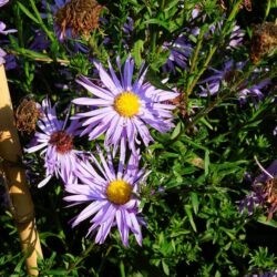 Symphyotrichum novi-belgii The Sexton