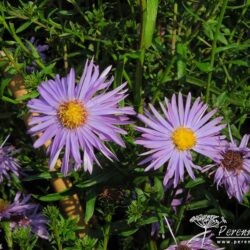 Symphyotrichum novi-belgii The Sexton