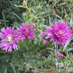 Symphyotrichum novi-belgii Thundercloud