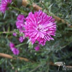 Symphyotrichum novi-belgii Thundercloud