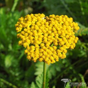 Achillea filipendulina Gold Plate