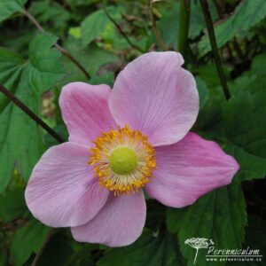 Anemone hupehensis Hadspen Abundance