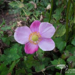 Anemone hupehensis Hadspen Abundance