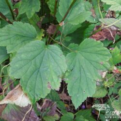 Anemone hupehensis Hadspen Abundance