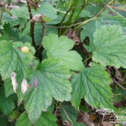 Anemone hupehensis Hadspen Abundance