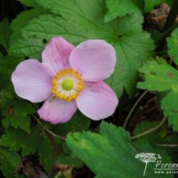 Anemone hupehensis Hadspen Abundance