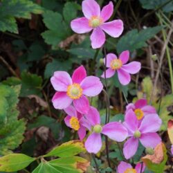 Anemone hupehensis Hadspen Abundance