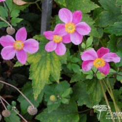 Anemone hupehensis Hadspen Abundance