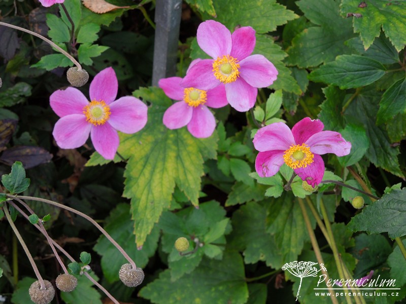 Anemone - podzimní – Trvalka sezóny 2022 7 Anemone hupehensis Hadspen Abundance