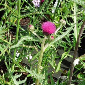 Cirsium rivulare Trevor's Blue Wonder