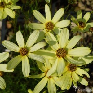 Corelopsis verticillata Moonbeam