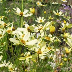 Corelopsis verticillata Moonbeam