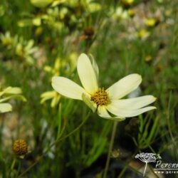 Corelopsis verticillata Moonbeam