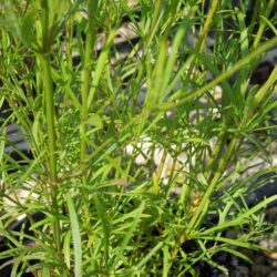 Corelopsis verticillata Moonbeam