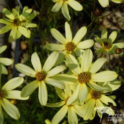 Corelopsis verticillata Moonbeam