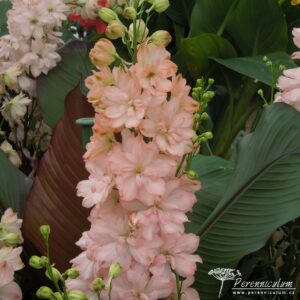 Delphinium Coral Sunset