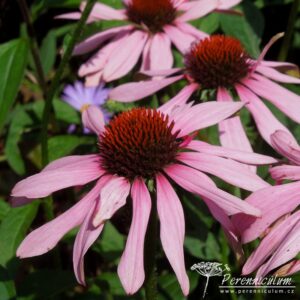 Echinacea purpurea Magnus