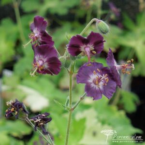 Geranium phaeum Lustigewitwe