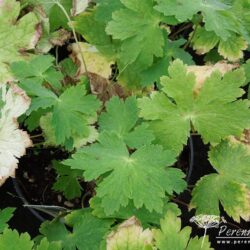 Geranium phaeum Lustigewitwe