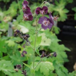 Geranium phaeum Lustigewitwe
