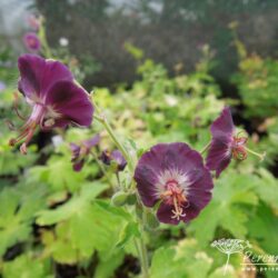 Geranium phaeum Lustigewitwe