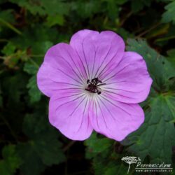Geranium wallichianum
