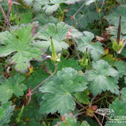 Geranium wallichianum