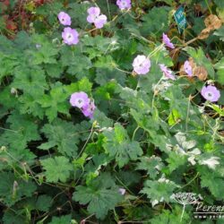 Geranium wallichianum