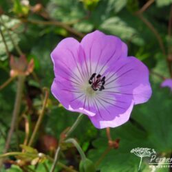 Geranium wallichianum
