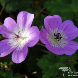 Geranium wallichianum