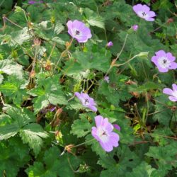 Geranium wallichianum
