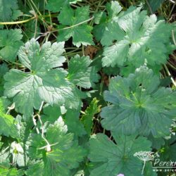 Geranium wallichianum